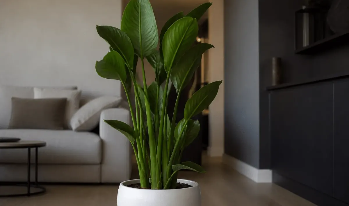 Arbre tropical aux feuilles vertes dressees dans un pot blanc