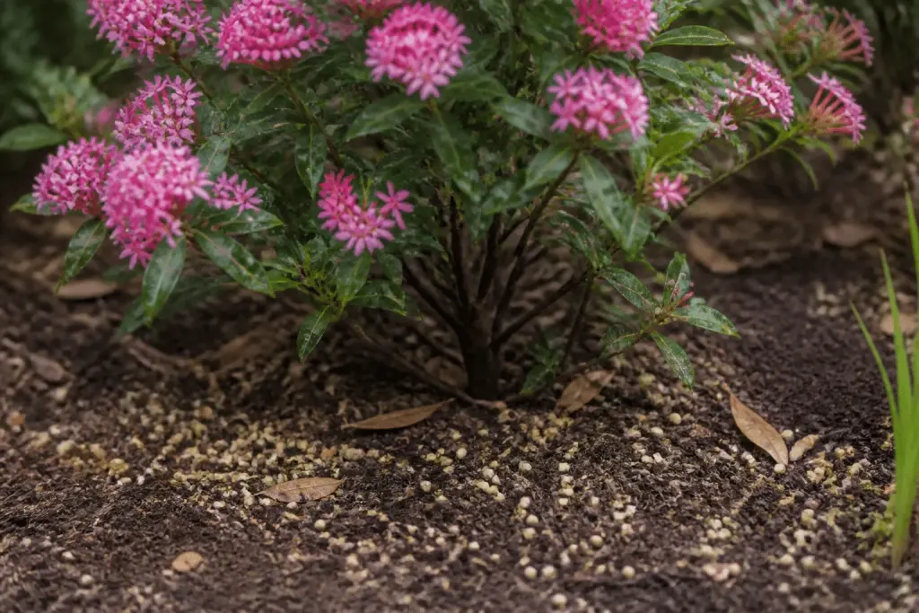 Arbuste fleuri avec engrais organique granuleux épandu au sol