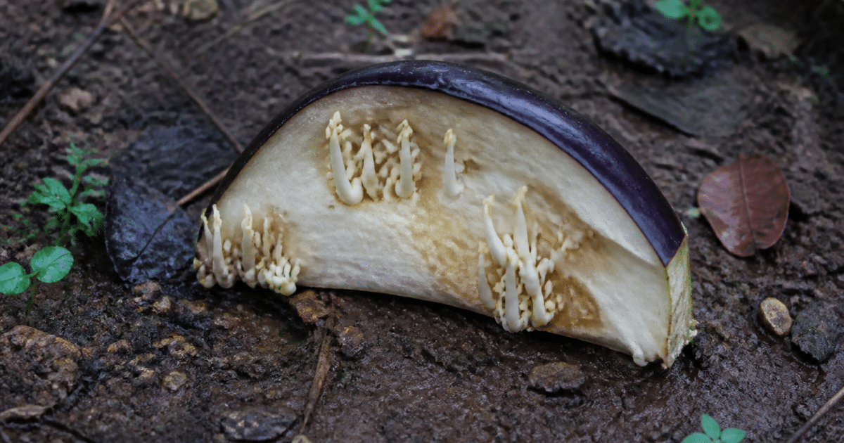 Moitie d'aubergine violette posee sur terre humide avec germes blancs