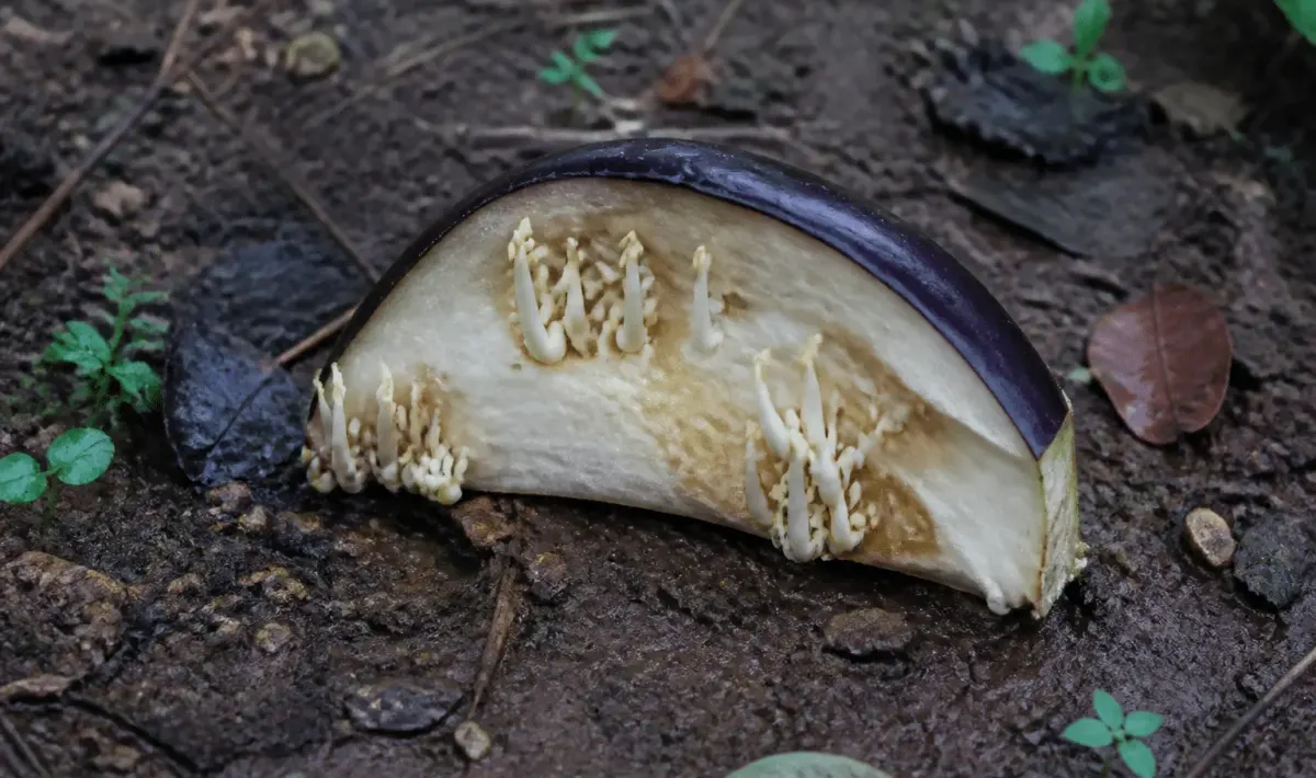 Moitie d'aubergine violette posee sur terre humide avec germes blancs