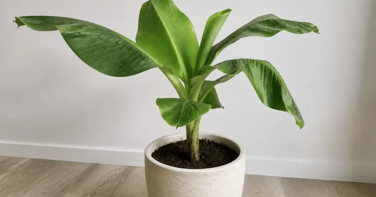 Plant de bananier vert dans pot terre blanc interieur