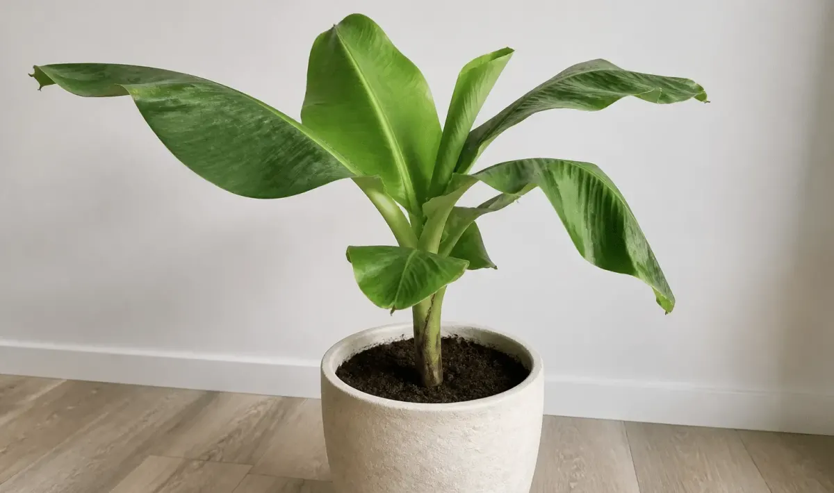 Plant de bananier vert dans pot terre blanc interieur