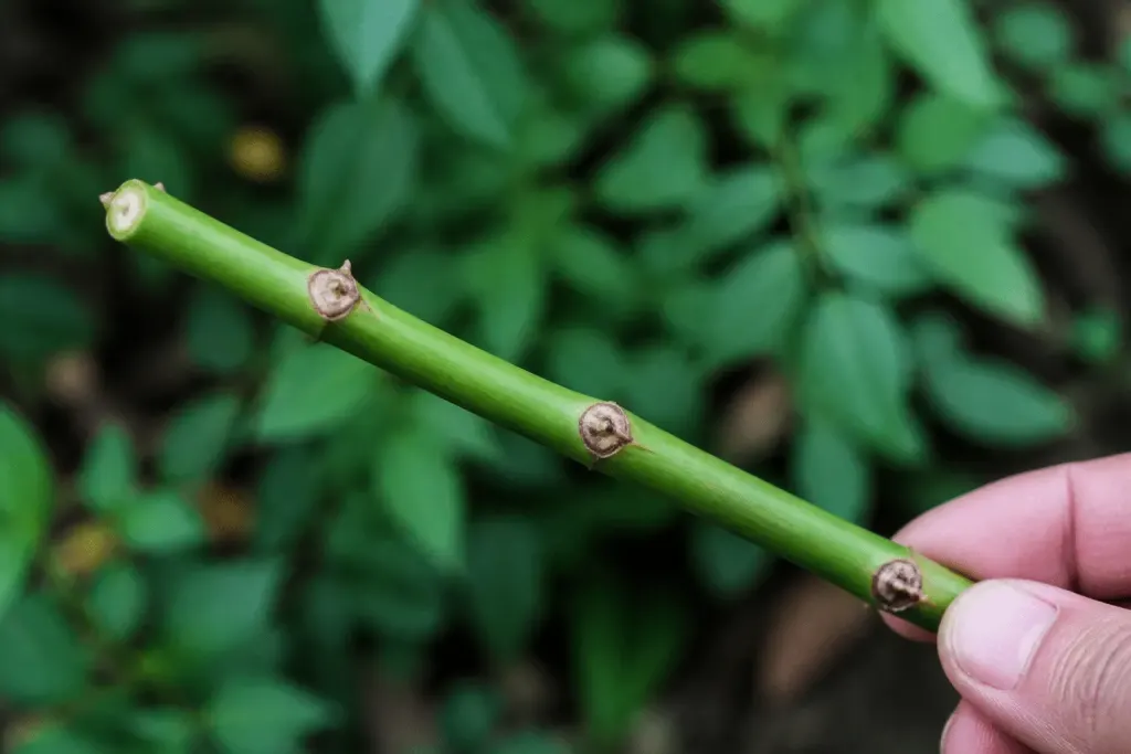 Tige de rosier coupee avec trois noeuds visibles sur bois vert