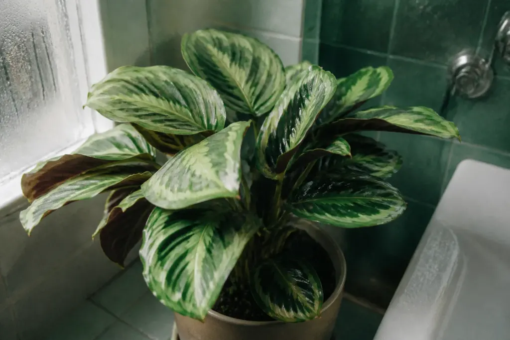 Calathea aux feuilles marbrées vertes dans salle humide