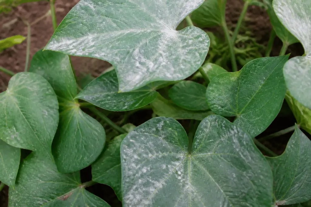 Feuilles de patate douce avec poudre blanche fongique
