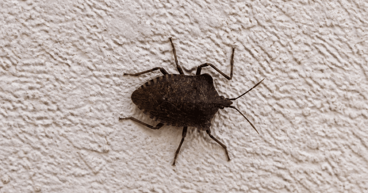 Insecte brun fonce au corps aplati vu de dessus