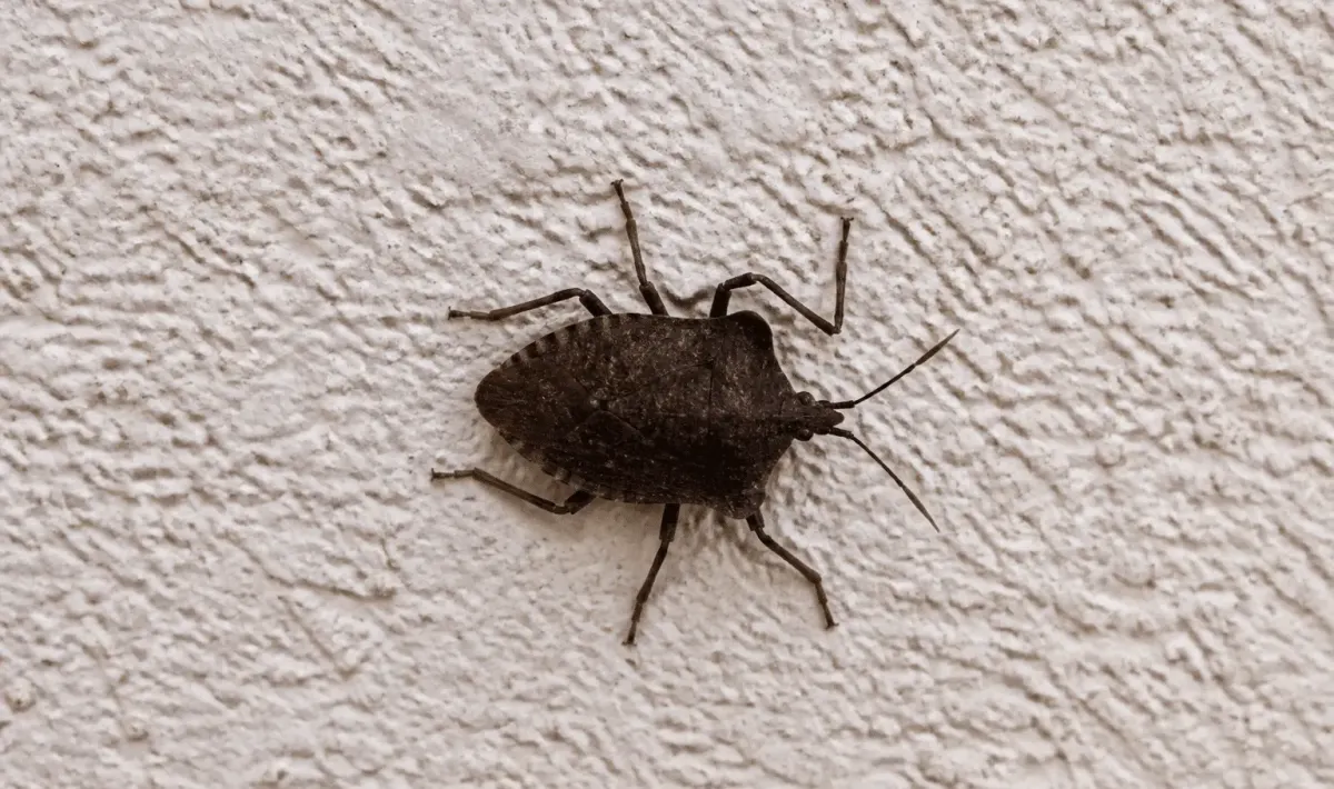Insecte brun fonce au corps aplati vu de dessus