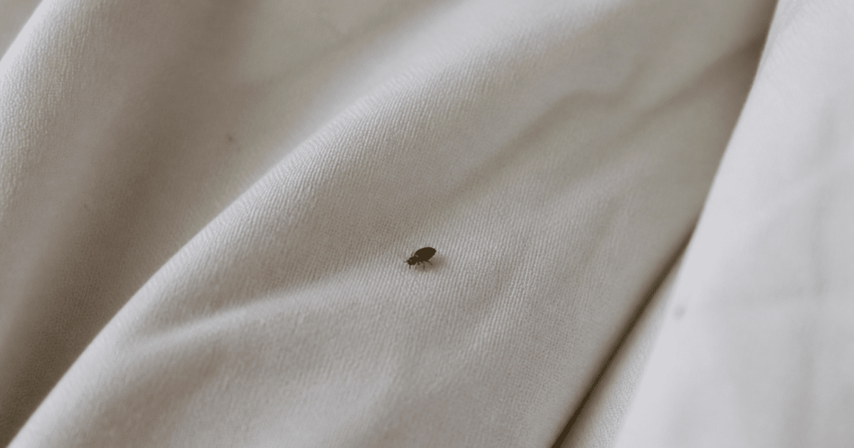 Petit insecte brun rampant sur tissu blanc lit