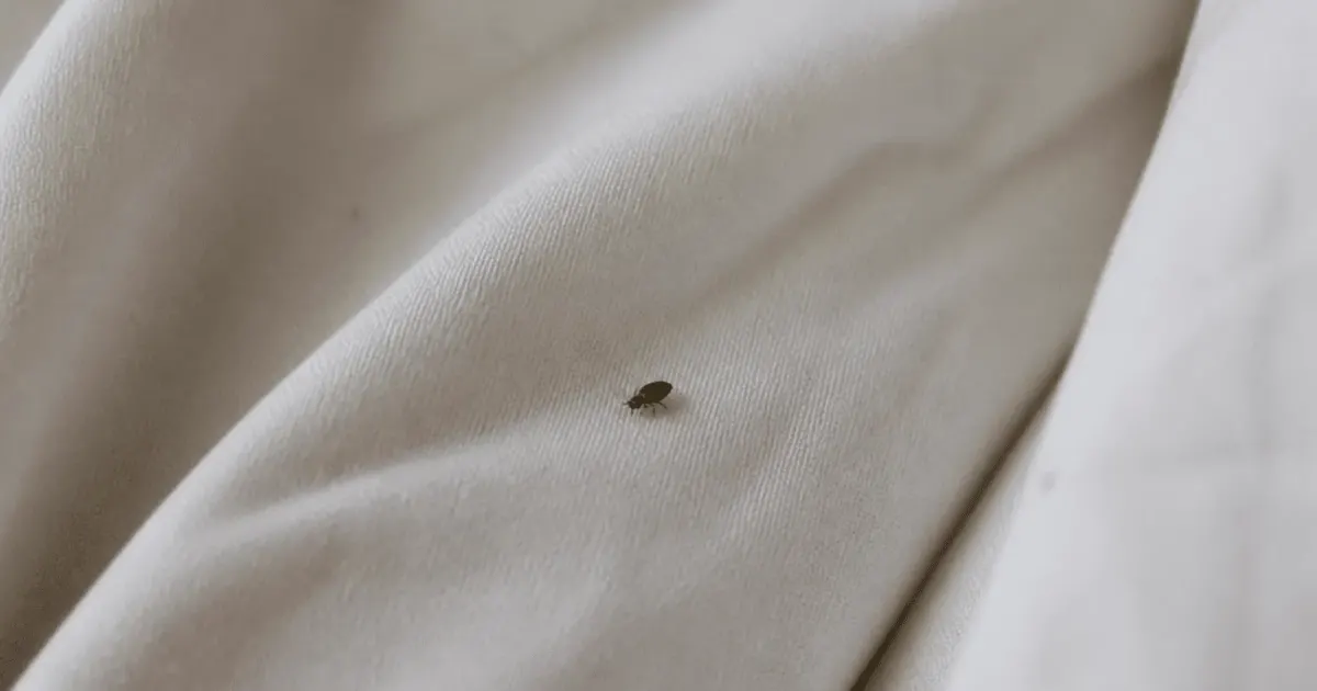Petit insecte brun rampant sur tissu blanc lit