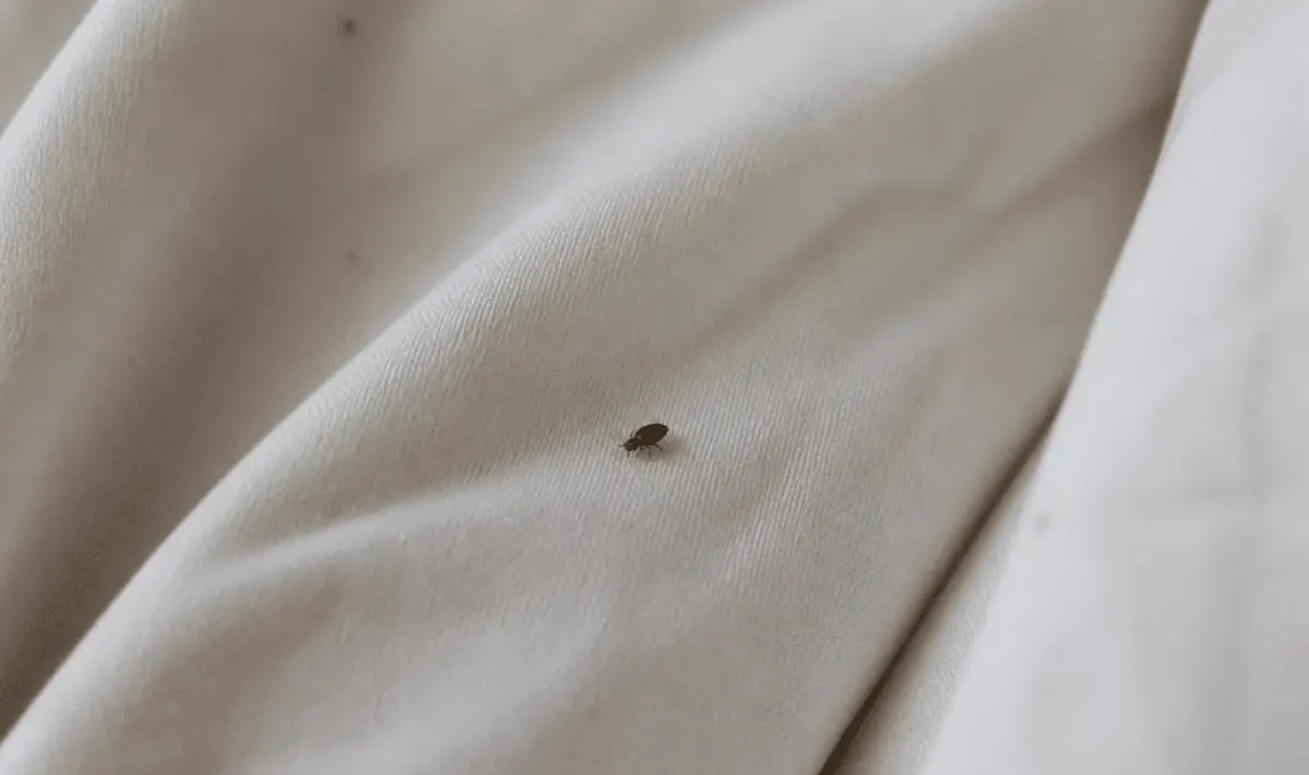 Petit insecte brun rampant sur tissu blanc lit