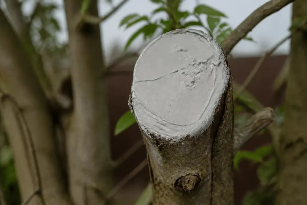 Mastic cicatrisant applique sur plaie arbre recemment taillee
