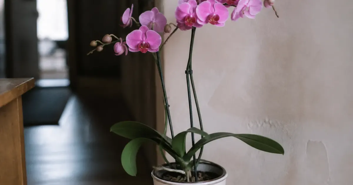 Orchidee rose en pot blanc tiges arquees vers haut