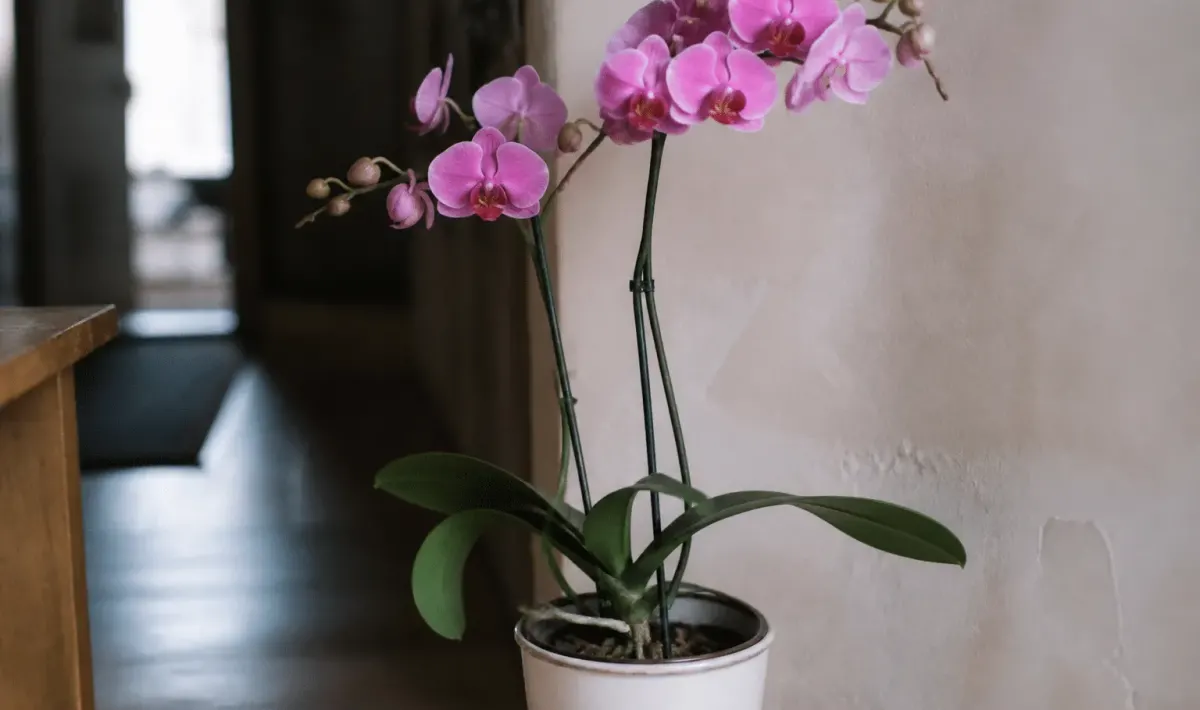 Orchidee rose en pot blanc tiges arquees vers haut