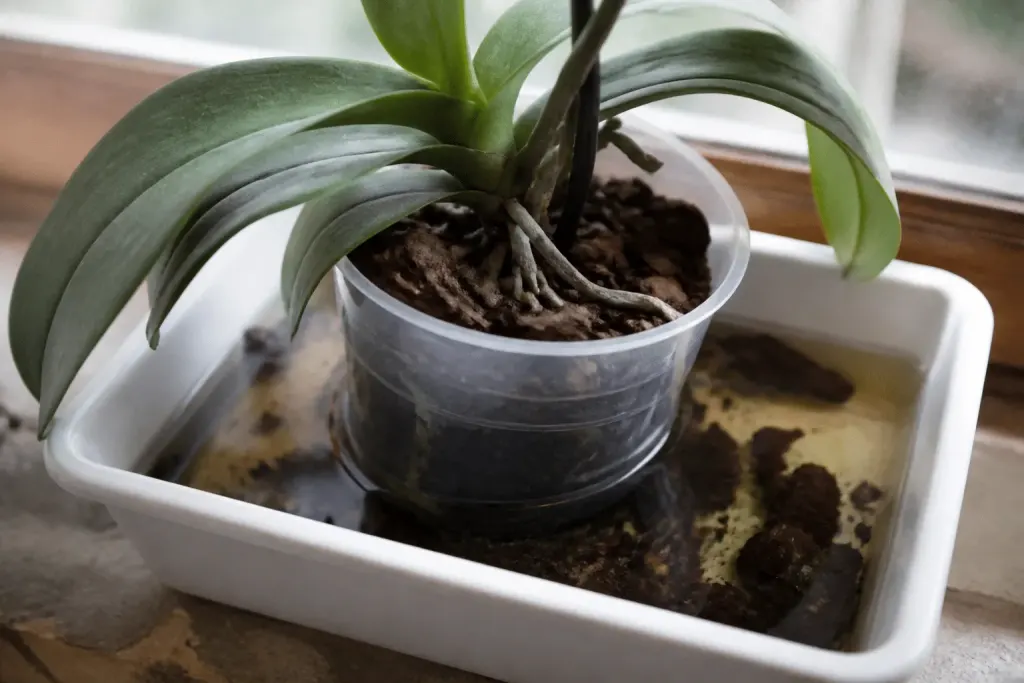Pot orchidee trempe dans eau tiede avec ecorce pin