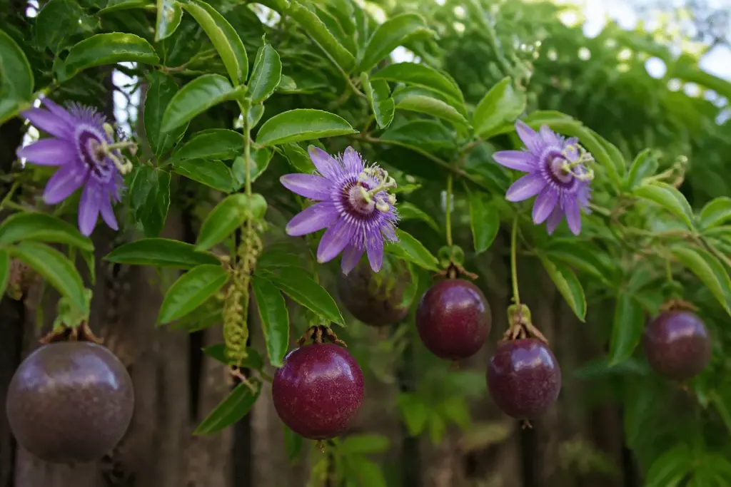 Fleurs de passiflore violette avec fruits pourpres murs