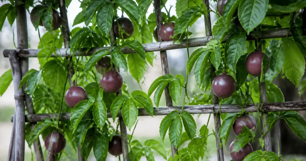 Vigne grimpante supportee par treillage avec fruits ronds violets