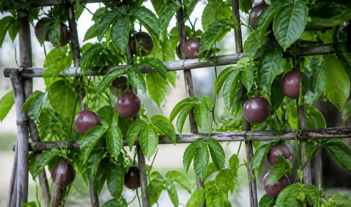 Vigne grimpante supportee par treillage avec fruits ronds violets