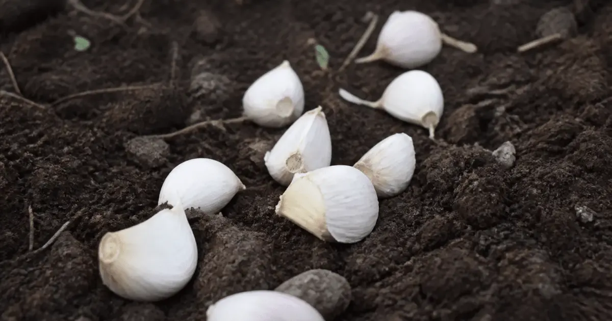 Gousses d'ail blanc posees sur terre humide pretes plantation