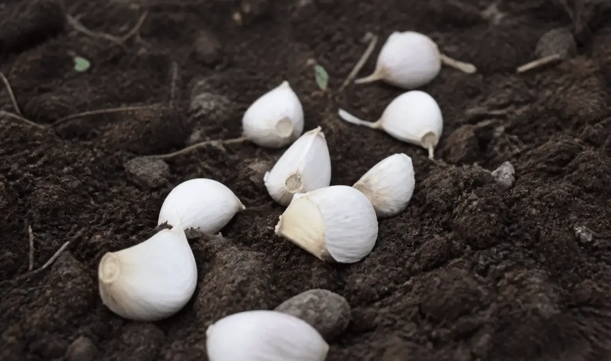 Gousses d'ail blanc posees sur terre humide pretes plantation