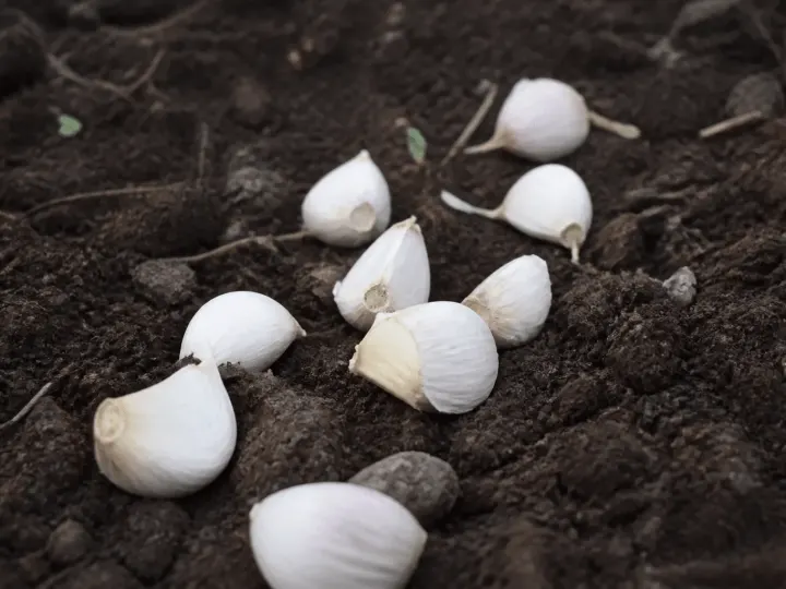 Gousses d'ail blanc posees sur terre humide pretes plantation