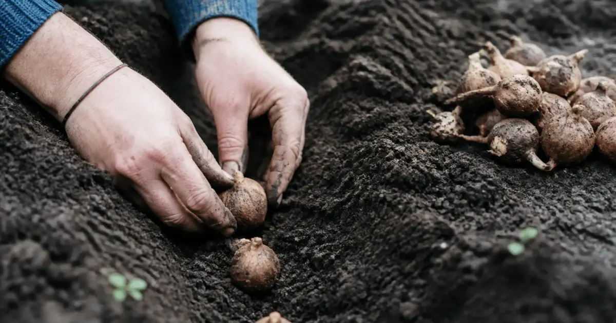 Mains plantant tubercules bruns dans terre noire retournee