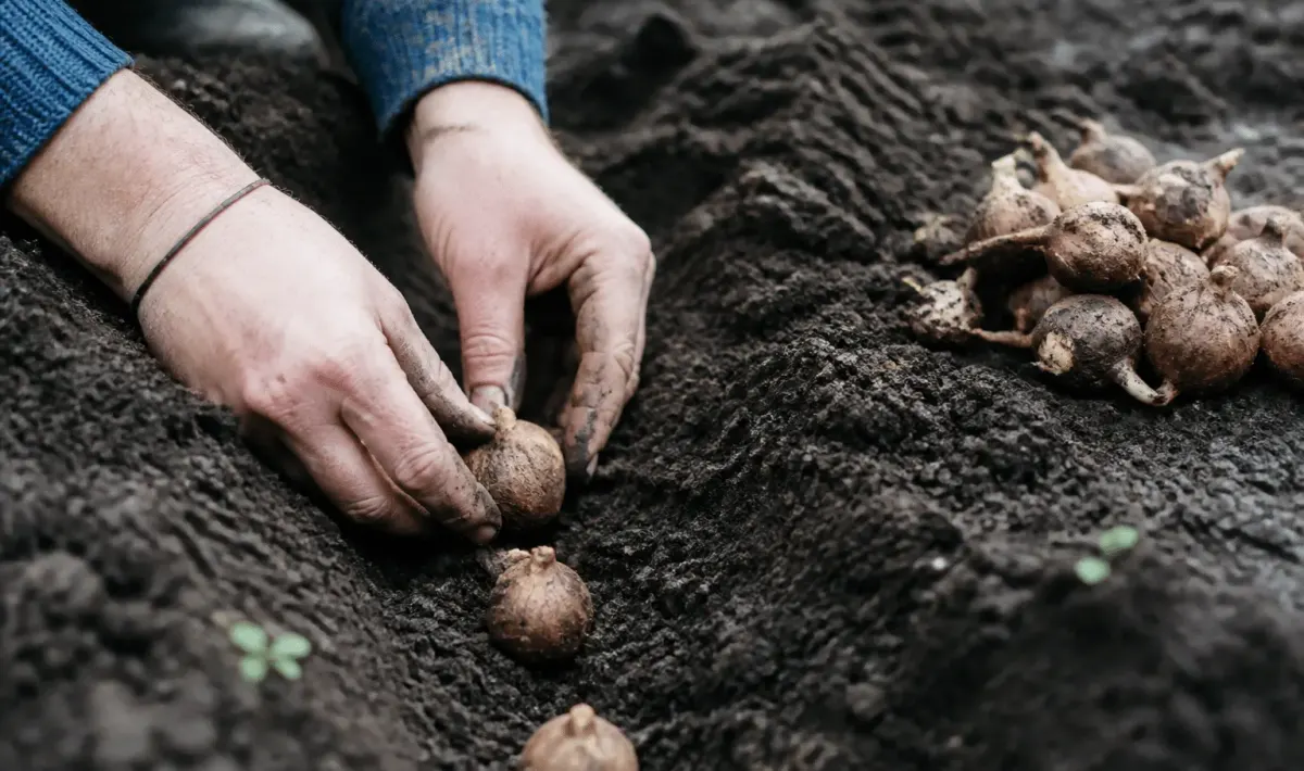 Mains plantant tubercules bruns dans terre noire retournee