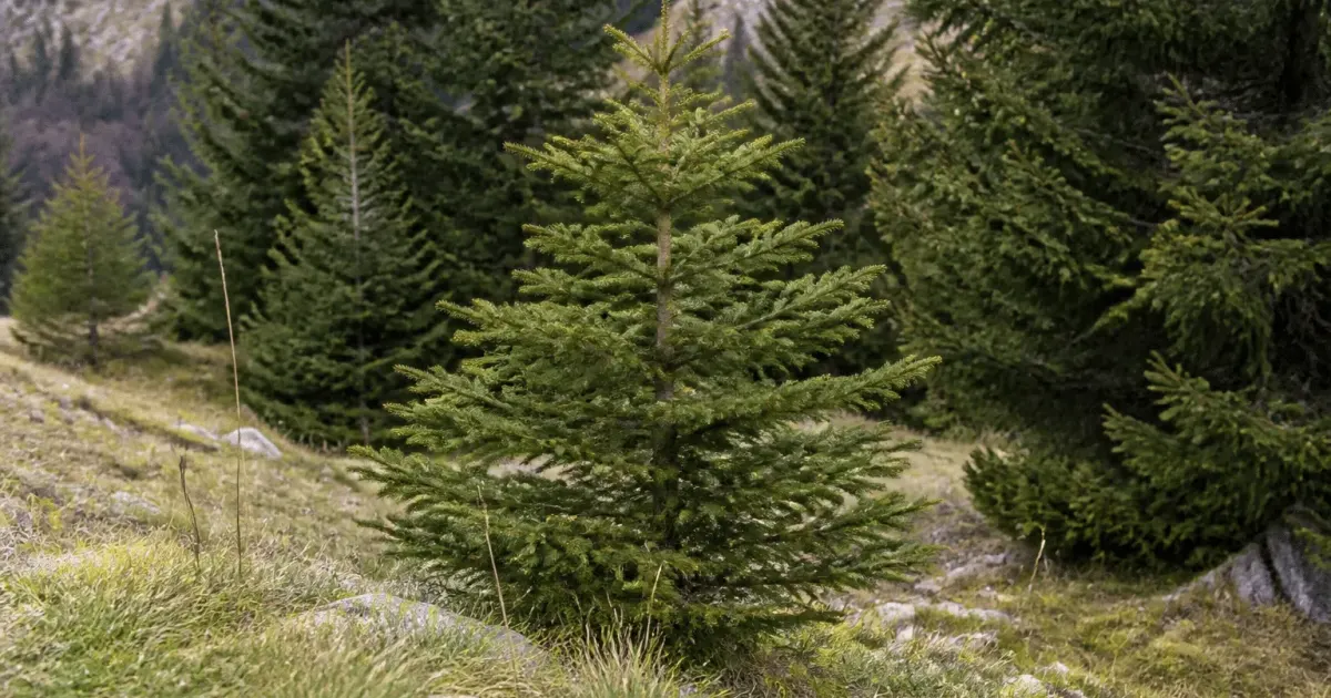 Sapin dresse verticalement en bois naturel, branches etalees