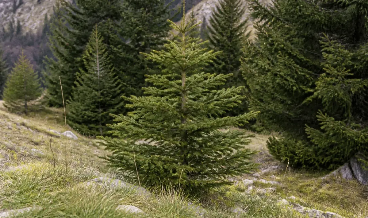 Sapin dresse verticalement en bois naturel, branches etalees