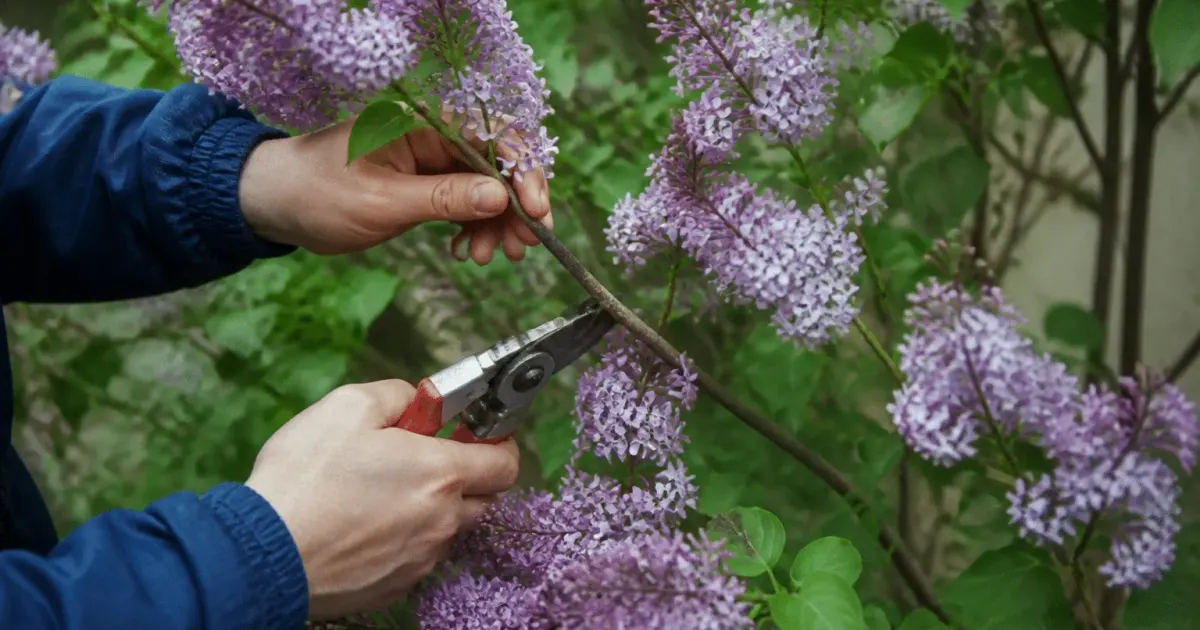 Secateurs coupant branches mauves lilas en pleine floraison