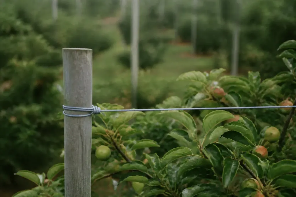 Fil de soutien tendu entre piquets dans arbustes fruitiers