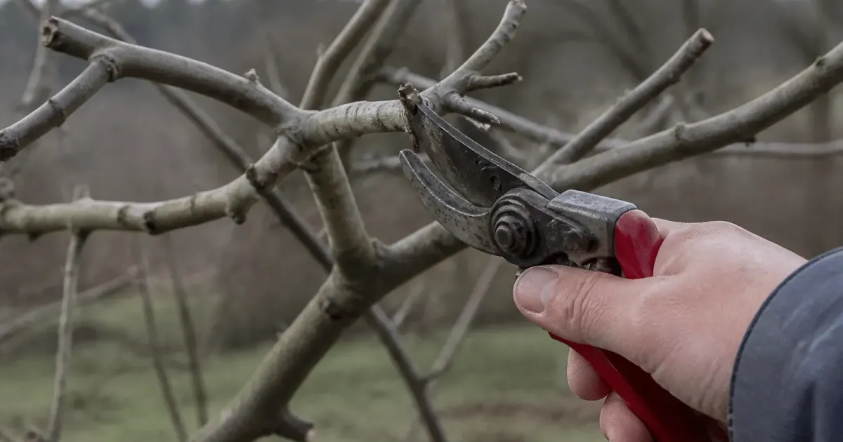 Secateurs coupant branches figuier pendant saison dormance hivernale
