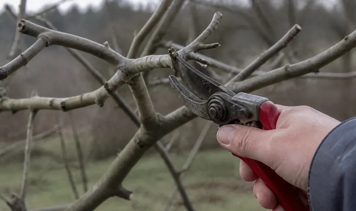 Secateurs coupant branches figuier pendant saison dormance hivernale