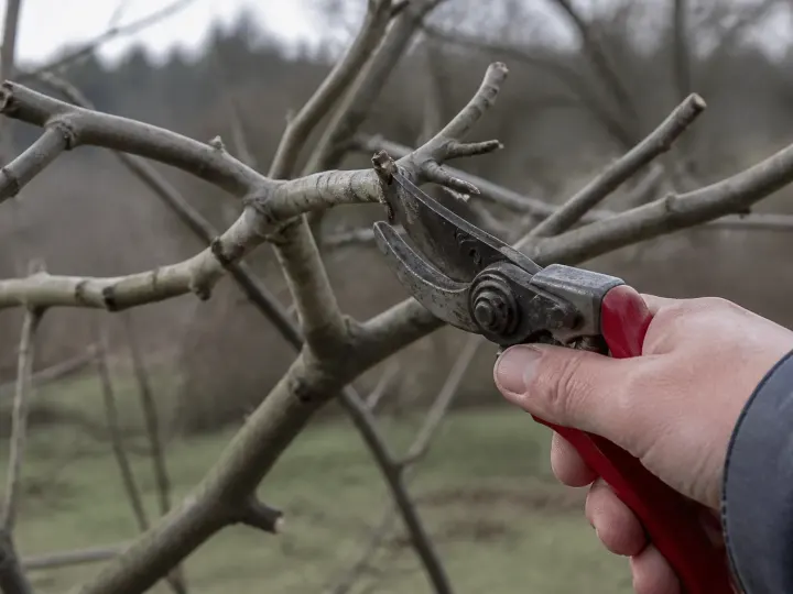 Secateurs coupant branches figuier pendant saison dormance hivernale