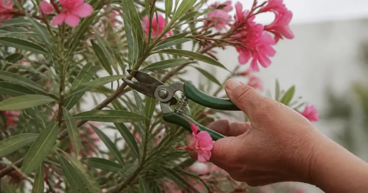 Secateurs coupant branches roses fleuries laurier rose