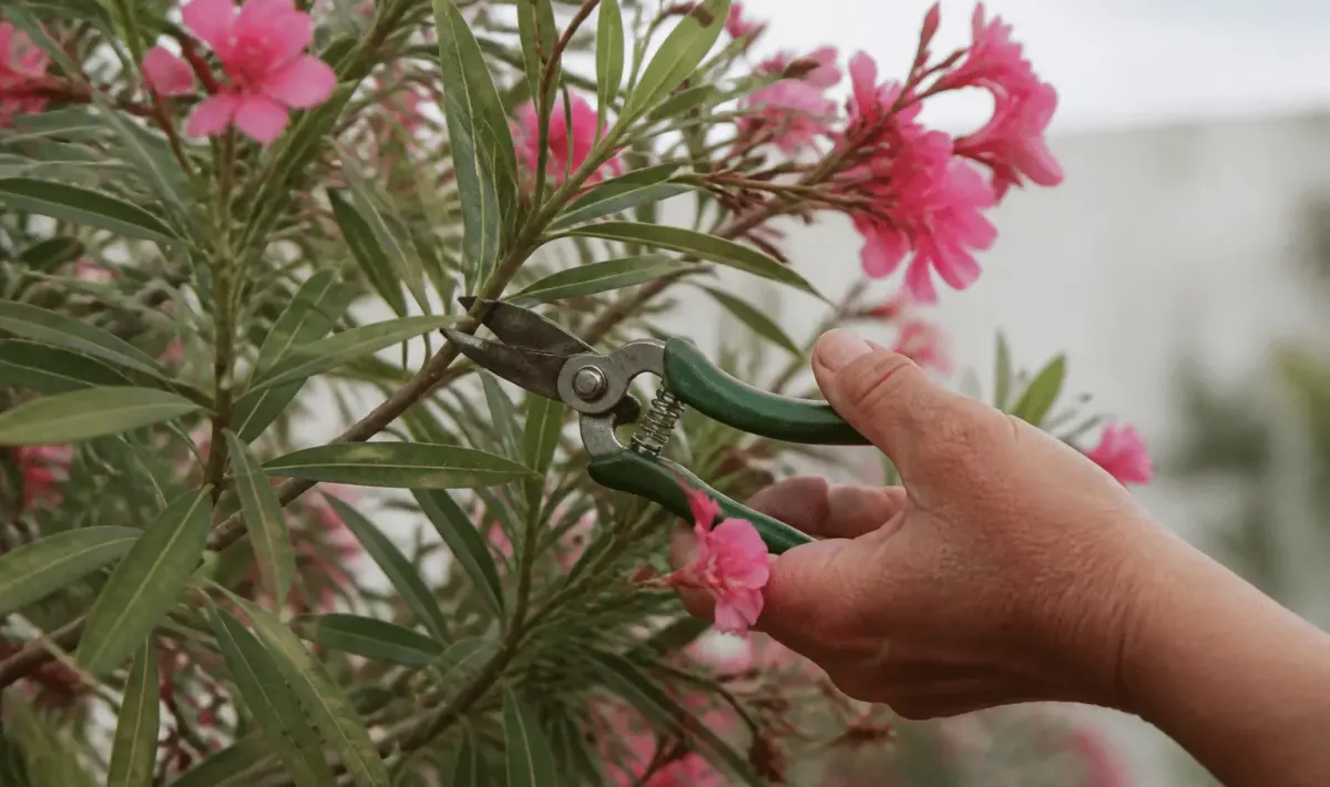Secateurs coupant branches roses fleuries laurier rose