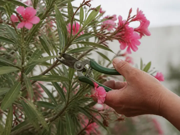 Secateurs coupant branches roses fleuries laurier rose