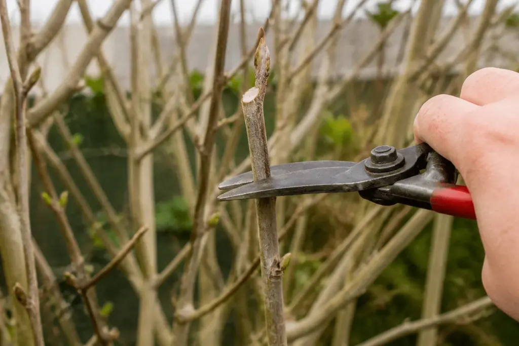 Sécateur coupant branche lilas avec bourgeon visible en biseau