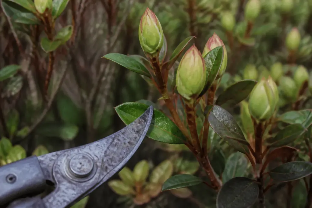 Sécateur près de boutons floraux non éclos sur arbuste