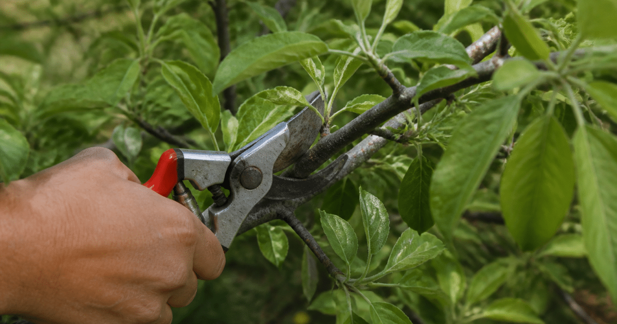 Secateur coupant branche pommier feuilles vertes printemps