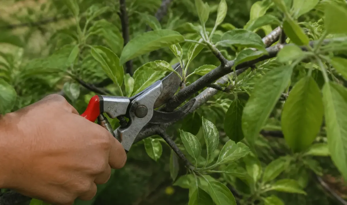 Secateur coupant branche pommier feuilles vertes printemps