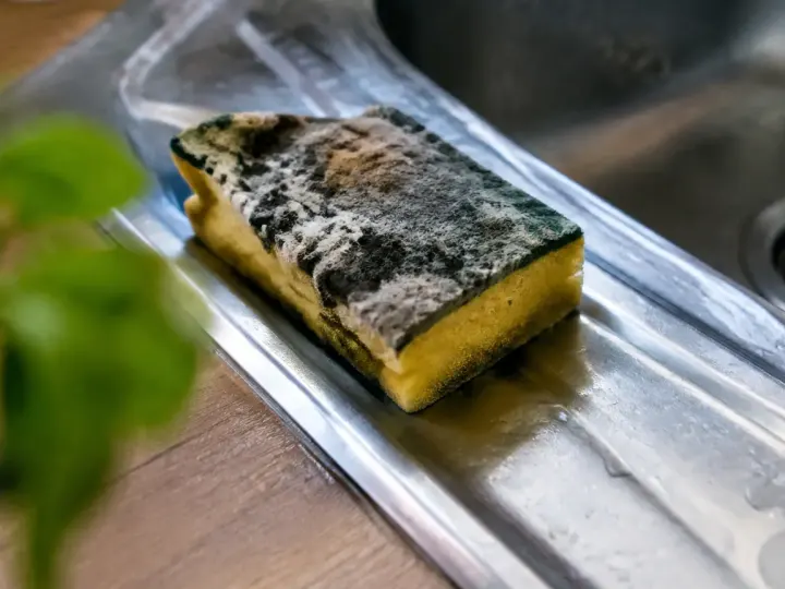 Eponge de cuisine moisie posee sur un evier
