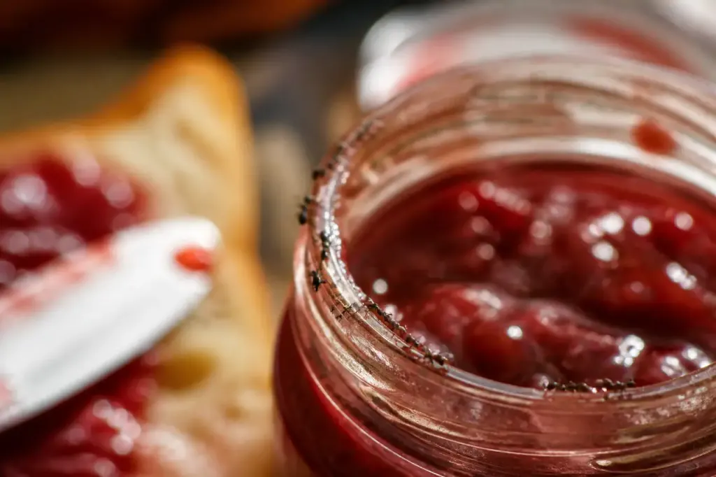 Fourmis noires en file sur un pot de confiture